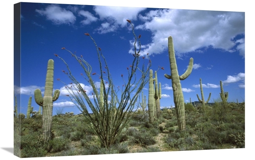 Global Gallery GCS-398299-2030-142 20 x 30 in. Sonoran Desert Landscap