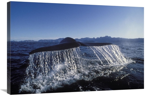 Global Gallery GCS-451103-2436-142 24 x 36 in. Blue Whale Tail, Se
