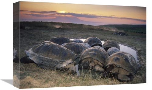 Global Gallery GCS-451384-1218-142 12 x 18 in. Galapagos Giant Tortois