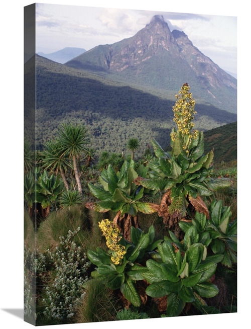 Global Gallery GCS-452779-1624-142 16 x 24 in. Mt Mikeno From the Sout