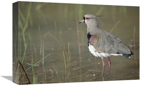 Global Gallery GCS-451474-1218-142 12 x 18 in. Southern Lapwing in Mar
