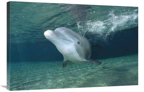 Global Gallery GCS-450674-2436-142 24 x 36 in. Bottlenose Dolphin,