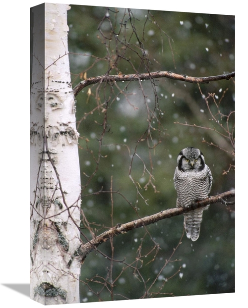 Global Gallery GCS-451845-1218-142 12 x 18 in. Northern Hawk Owl Perch