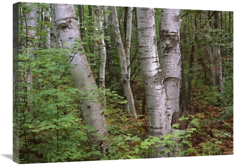 Global Gallery GCS-396477-2432-142 24 x 32 in. Birch Forest, Pictu