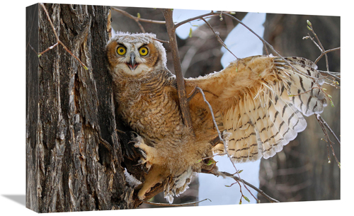 Global Gallery GCS-486566-22-142 22 in. Fledgling Owl Art Print - Vic 