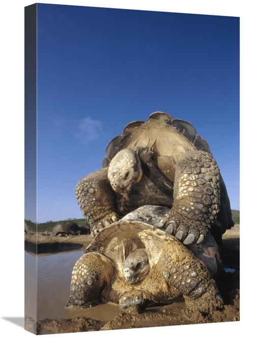 Global Gallery GCS-451374-1624-142 16 x 24 in. Galapagos Giant Tortois