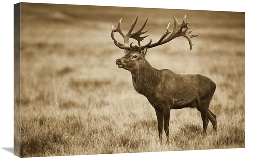 Global Gallery GCS-398050-2030-142 20 x 30 in. Red Deer Stag, Coge