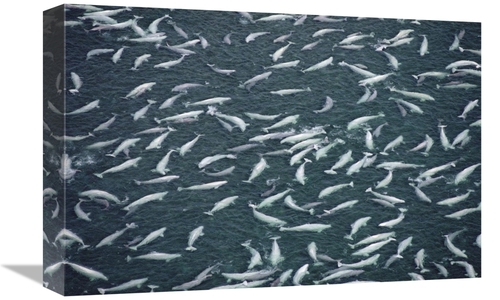 Global Gallery GCS-450727-1218-142 12 x 18 in. Beluga Whale, Hundr