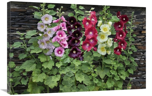 Global Gallery GCS-398331-2436-142 24 x 36 in. Holly Hock Flowers Art 