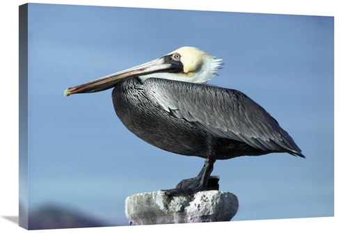Global Gallery GCS-450708-30-142 30 in. Brown Pelican Profile, Per