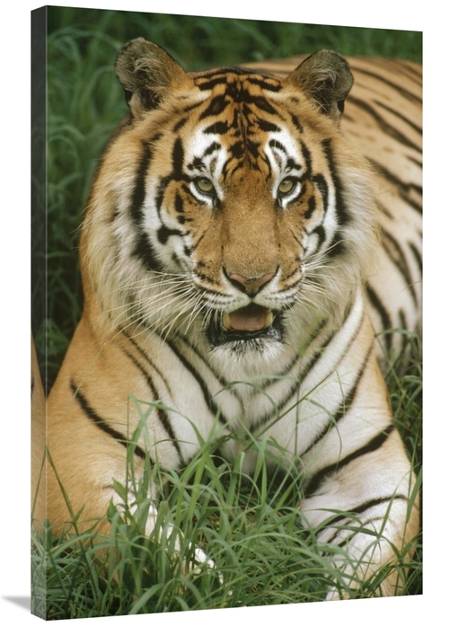 Global Gallery GCS-452799-2436-142 24 x 36 in. Bengal Tiger Portrait&#