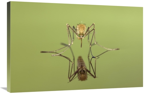 Global Gallery GCS-395357-2436-142 24 x 36 in. Mosquito Freshly Hatche