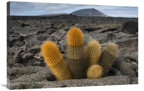 Global Gallery GCS-397892-2436-142 24 x 36 in. Lava Cactus Grows in An
