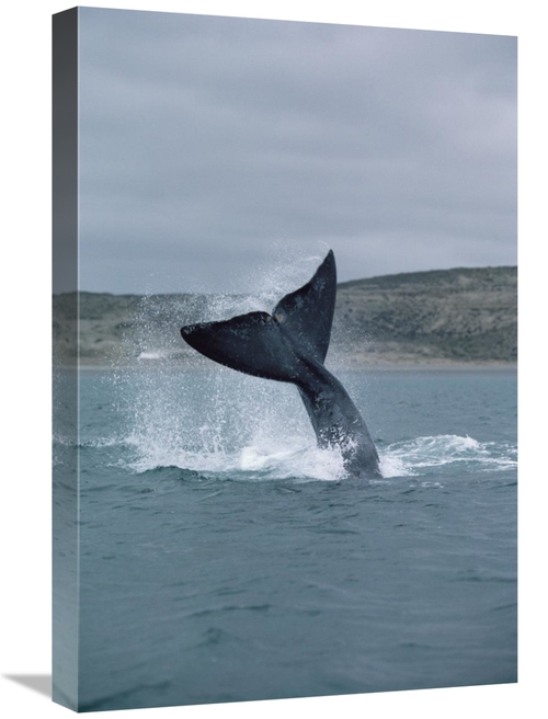 Global Gallery GCS-450653-1624-142 16 x 24 in. Southern Right Whale Ta