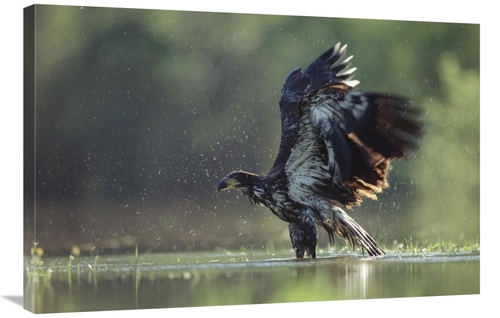 Global Gallery GCS-396415-2436-142 24 x 36 in. Bald Eagle Juvenile Bat