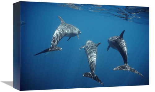 Global Gallery GCS-451101-1218-142 12 x 18 in. Bottlenose Dolphin Trio