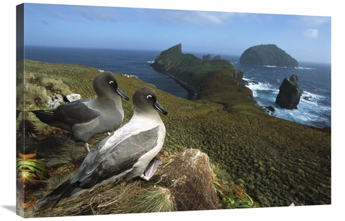 Global Gallery GCS-451618-2436-142 24 x 36 in. Light-Mantled Albatross