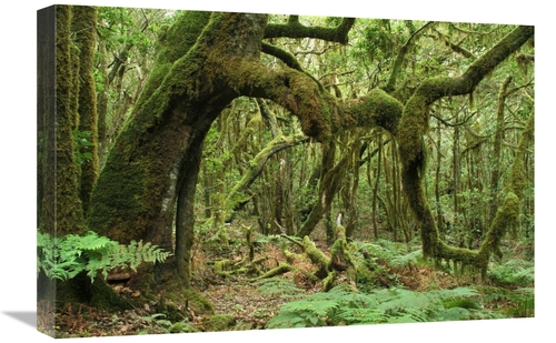 Global Gallery GCS-397625-1624-142 16 x 24 in. Macaronesian Laurel Rel