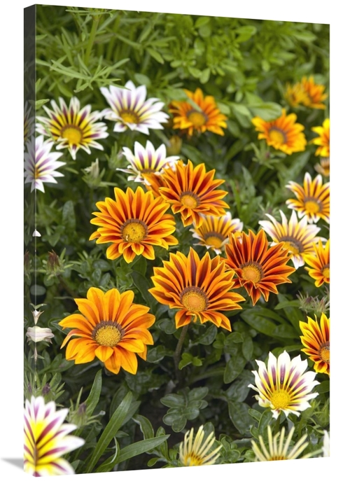 Global Gallery GCS-398327-2436-142 24 x 36 in. Gazania Flowers Art Pri