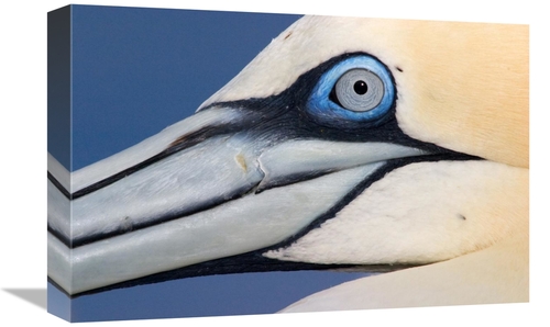 Global Gallery GCS-395689-1218-142 12 x 18 in. Northern Gannet Profile