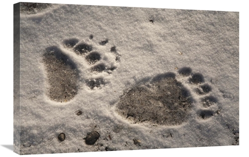 20 x 30 in. Grizzly Bear Front & Back Paw Prints, Katmai National 