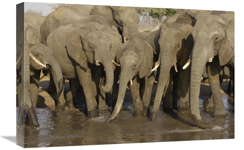 Global Gallery GCS-453269-1624-142 16 x 24 in. African Elephant Herd A