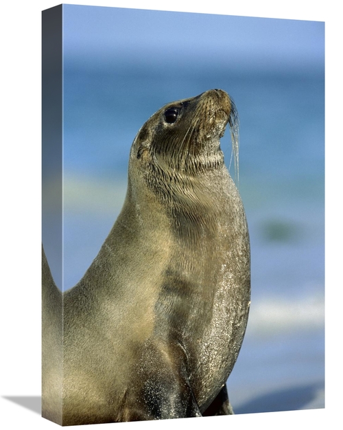 Global Gallery GCS-451764-1218-142 12 x 18 in. Galapagos Sea Lion Fema