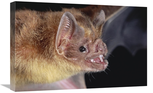 Global Gallery GCS-397231-1624-142 16 x 24 in. Vampire Bat Portrait&#4