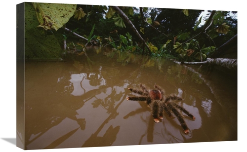 Global Gallery GCS-450799-1624-142 16 x 24 in. Peruvian Pinktoe Tarant