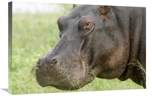 Global Gallery GCS-395430-2030-142 20 x 30 in. Hippopotamus Face Showi