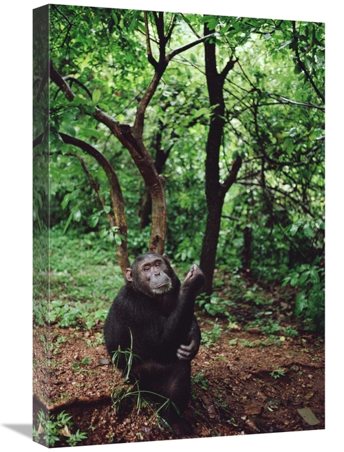 Global Gallery GCS-452784-1624-142 16 x 24 in. Chimpanzee, Gombe S