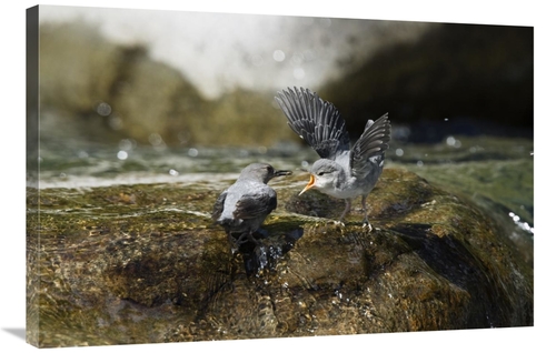 Global Gallery GCS-452666-2436-142 24 x 36 in. American Dipper Parent 