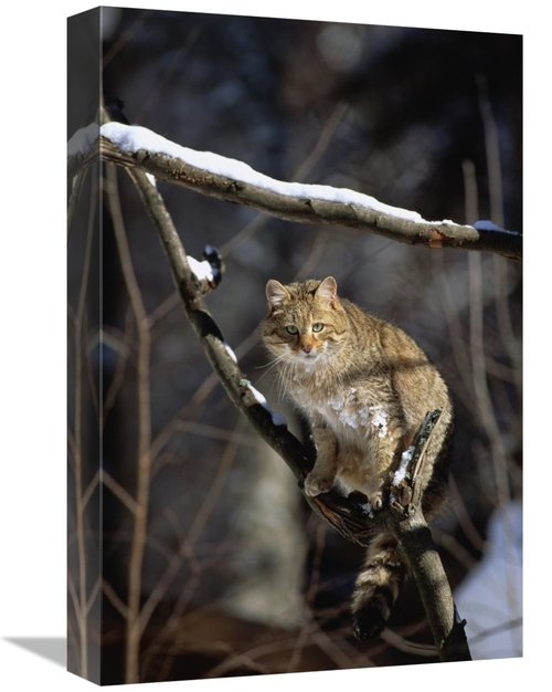 Global Gallery GCS-452717-1218-142 12 x 18 in. Wild Cat on Tree Branch