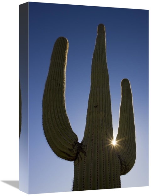 Global Gallery GCS-395324-1218-142 12 x 18 in. Saguaro Cactus & Sun