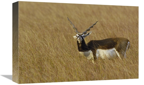 Global Gallery GCS-453065-1218-142 12 x 18 in. Blackbuck Male, Vel