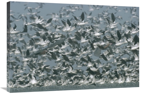 Global Gallery GCS-396482-2436-142 24 x 36 in. American Avocet Flock E