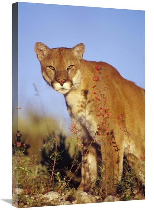 Global Gallery GCS-396252-2030-142 20 x 30 in. Mountain Lion or Cougar