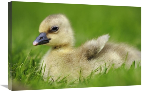 Global Gallery GCS-398078-2030-142 20 x 30 in. Greylag Goose Gosling&#