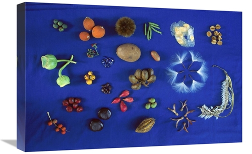 Global Gallery GCS-398538-1624-142 16 x 24 in. Seed Diversity, Bar