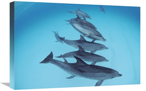 Global Gallery GCS-450672-1624-142 16 x 24 in. Bottlenose Dolphin Swim