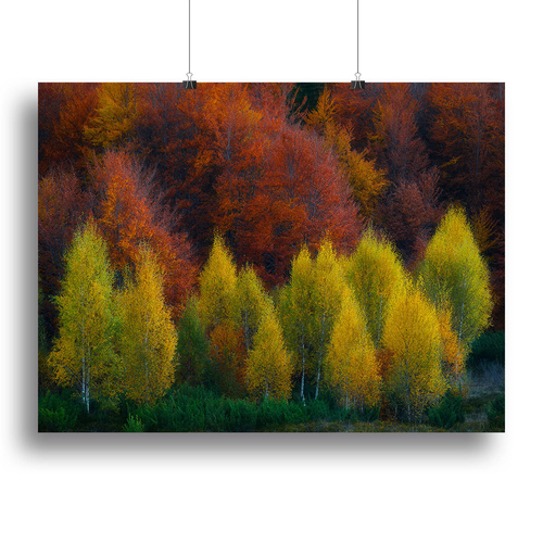 Nimbrethil Canvas Print or Poster