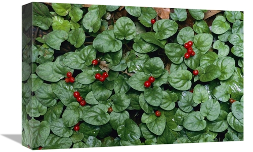 Global Gallery GCS-398539-1218-142 12 x 18 in. Madder Fruiting, Ba