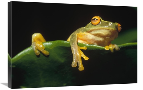 Global Gallery GCS-452782-2030-142 20 x 30 in. Australasian Tree Frog 