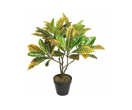 Potted 65 Cm Croton Tree Rushfoil