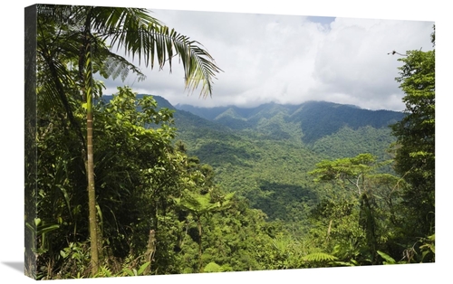 Global Gallery GCS-452692-2030-142 20 x 30 in. Mountain Rainforest&#44