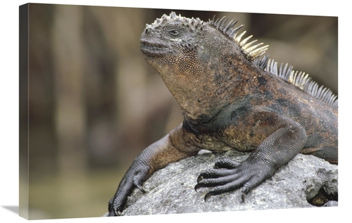 20 x 30 in. Marine Iguana Clings to Lava Rock, Academy Bay, Ga