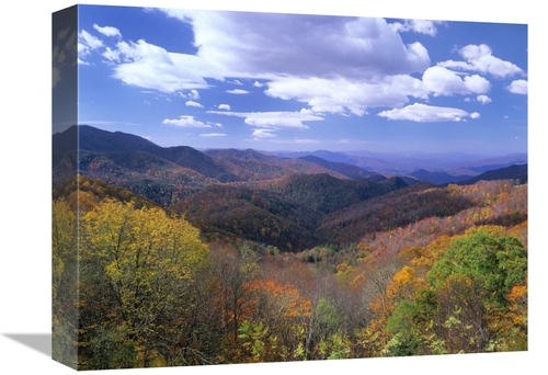 Global Gallery GCS-397158-1216-142 12 x 16 in. Deciduous Forest in the