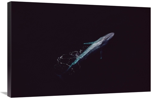 Global Gallery GCS-450605-2436-142 24 x 36 in. Blue Whale Aerial VIew 