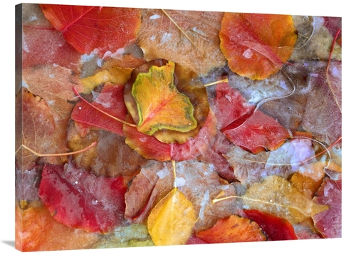 Global Gallery GCS-452230-3040-142 30 x 40 in. Cottonwood Frozen Leave