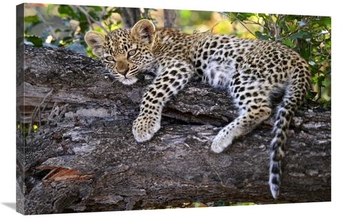 Global Gallery GCS-397430-2436-142 24 x 36 in. Leopard Cub Resting in 